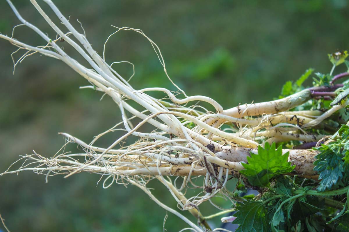 Nettle Root